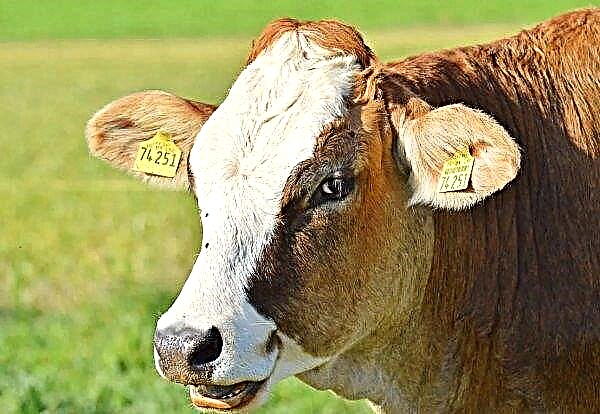 يظهر سوق الماشية في المملكة المتحدة أولى علامات الانتعاش