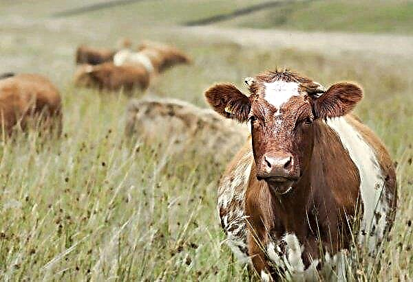 Se implantaron chips austriacos en una docena de vacas Altai
