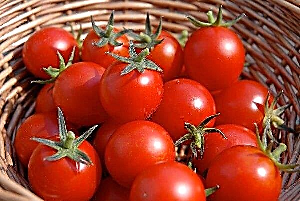 Um pensionista do Reino Unido levantou um tomate milagroso