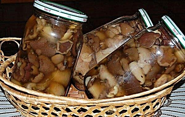 Cogumelos oleosos: como processar adequadamente após a coleta e antes de cozinhar