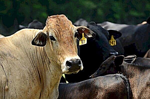 Rusia carece de dos millones de vacas