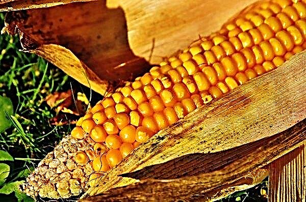Les agriculteurs Primorsky pour l'année laissés dans le "maïs plus"