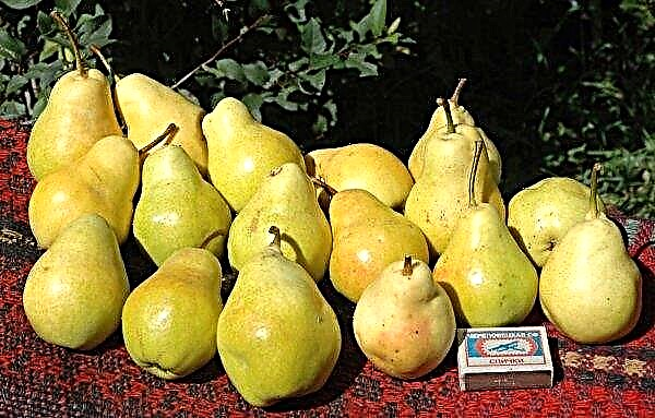 Pear Lada: characteristics and description of the variety, features of cultivation and care, photos, reviews
