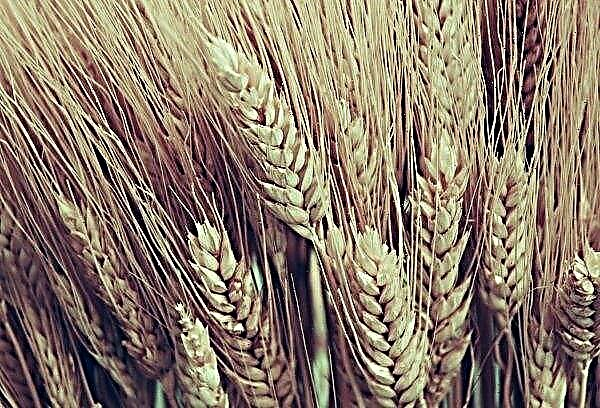 Tunisia expects a good grain harvest