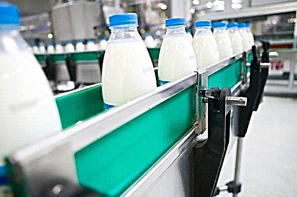 Številke Stavropola so preplavili mleko s potečnim in kakovostnim mlekom