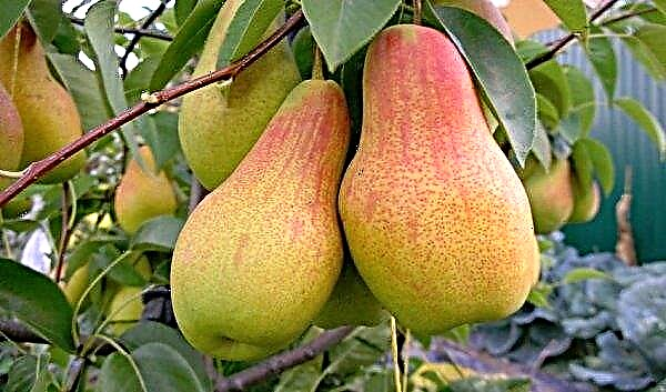 Pear Miracle: botanical description, characteristics of the variety, agricultural technology of cultivation and care, photo
