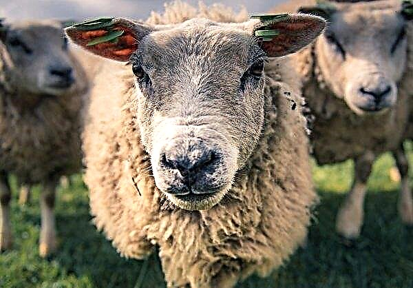 Az orosz kormány 300 millió összeget küld a Krím-félszigeten kecskék és tehenek szükségleteinek kielégítésére