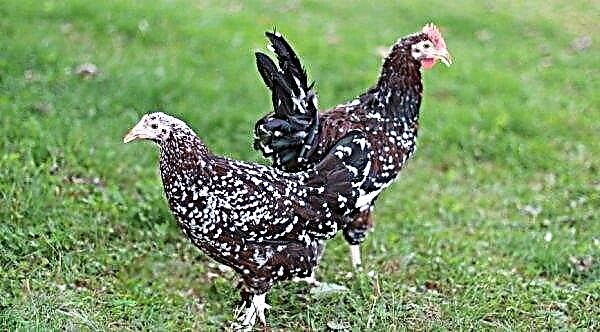 Sussex chickens: breed description, photos, care and feeding