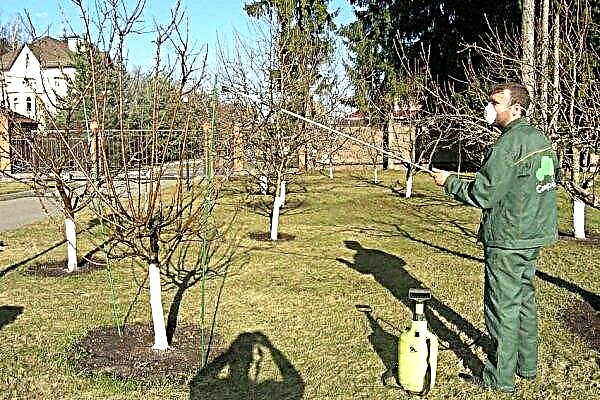 Apple tree Antey - sortsbeskrivelse, plantning og pleje, anmeldelser med fotos