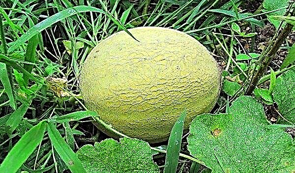 Faire pousser du melon en pleine terre au chalet dans la voie du milieu: soins, conditions