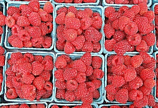 Raspberry: beneficial properties for the human body, use and contraindications