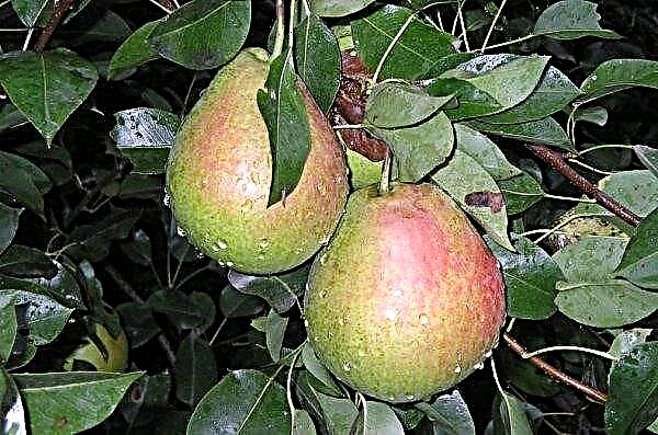Pear Tikhiy Don: description and characteristics, chemical composition, planting and care, photo