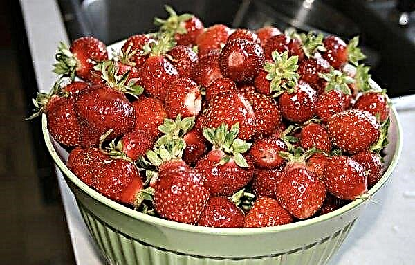 Strawberries San Andreas: characteristics and description of the variety, cultivation and care, photo