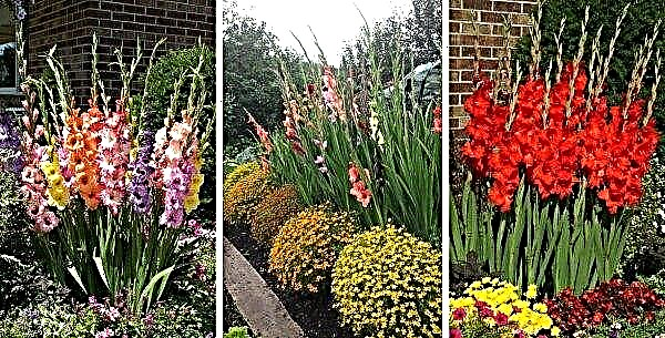 Gladiolos en el macizo de flores: un ajuste correcto y hermoso, uso en diseño de paisajes con diferentes colores, cuidado de plantas