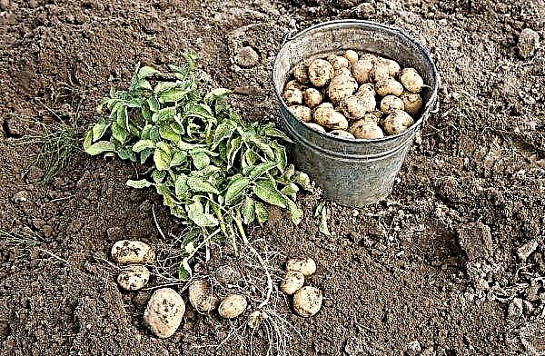 Krompirjev krompir - opis sorte s fotografijo, gojenje, ocene
