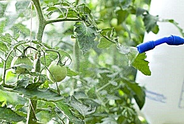 Wie man Blattläuse auf Tomaten zu Hause mit volkstümlichen und chemischen Mitteln loswird: Methoden zur Bekämpfung und Vorbeugung