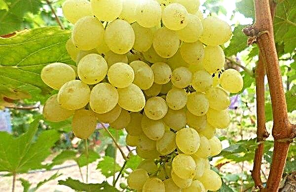 Grapes of grapes: benefit and harm to the body, calorie content and chemical composition of the product