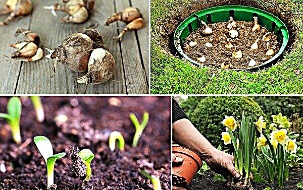 When to plant daffodils, how to plant bulbs in autumn in the open ground, what depth to plant, care