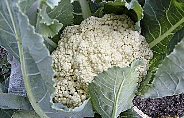 Cauliflower bloomed: the main reasons and what to do, photo