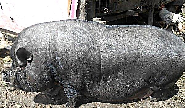 Whiskers Vietnamese pig: characteristics and description of the breed with a photo, divorce, maintenance and care at home
