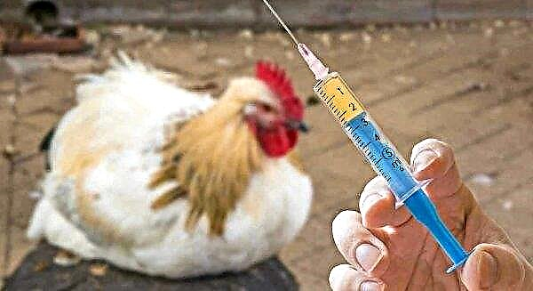 Salmonellose bei Hühnern: Symptome und Behandlung, Vorbeugung, Impfung, Foto