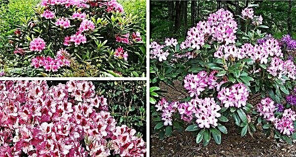 Hybride Rhododendron Krolowa Jadwiga (Royal Butterfly, Royal Series): description de la variété, caractéristiques de plantation et d'entretien