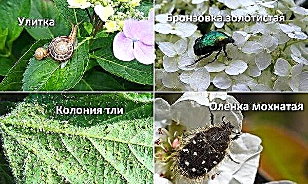Grootbladige hortensia Yu en Mi Love (You and Me Love): foto, beschrijving, planten en verzorging, gebruik in landschapsontwerp