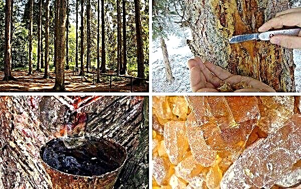 Resina de pinheiro: propriedades medicinais e aplicação, o que é útil e por que eles coletam resina de pinheiro, como obtê-lo você mesmo