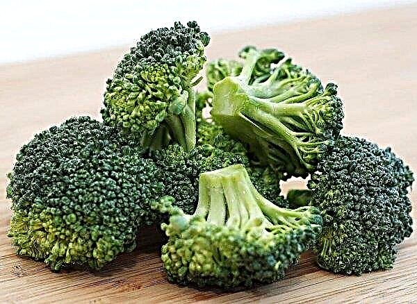 Brokolice zelí: pěstování a péče na otevřeném poli, sklizeň a skladování plodin, foto