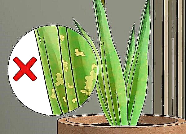 Tulpaner hemma i en kruka: hur man kan spira, vårda, avla, växa från lökar hemma eller i landet