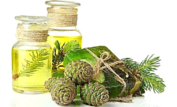 Fir oil for fractures of the human leg bones, use and benefits for splicing