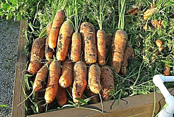 Samson carrots: characteristics, description and productivity of the variety, care and cultivation, photo