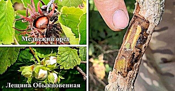 Propagation of hazelnuts by cuttings: methods of planting, cuttings at home