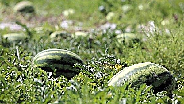 Memberi makan semangka: metode dan aturan dasar untuk memberi makan
