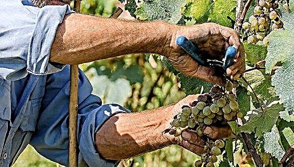 Shahin Iranin viinirypäleet: lajikkeen ominaisuudet, viljely ja hoito, valokuva