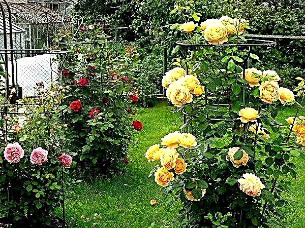 Піоновідние троянда - опис з фото - посадка, вирощування і догляд