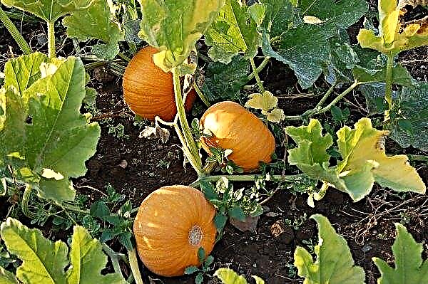 Pumpkin - description, useful properties, cultivation and application