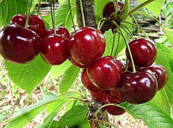 Cherry Lapins: characteristics and description of the variety, cultivation and care, photos, reviews