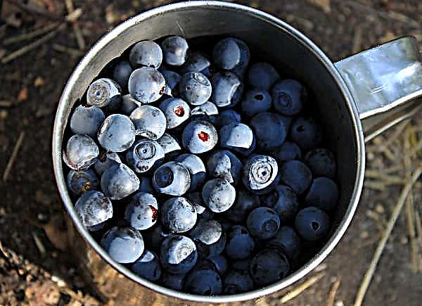 Blueberries weakens or strengthens the stool: the effect of fresh blueberries or jam from it on the intestines of an adult and a child