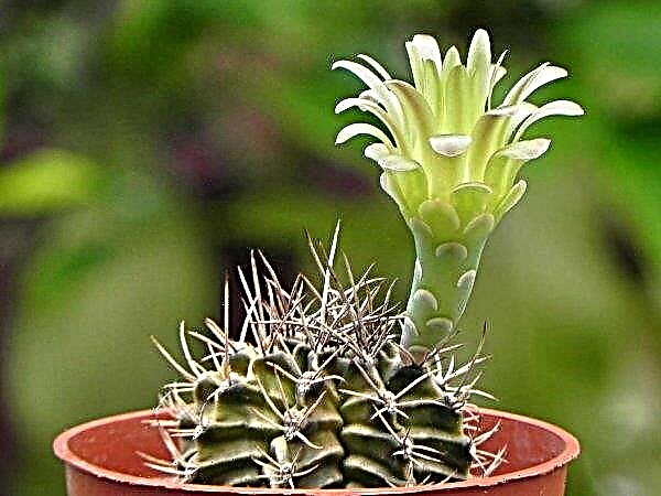 Gymnocalycium: una descripción de una planta de interior, especies y cuidados en el hogar, métodos de reproducción, fotos