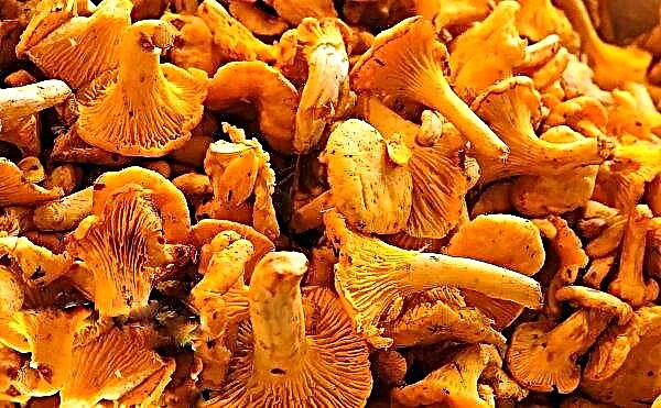 Is it possible to eat chanterelles while breastfeeding a nursing mother