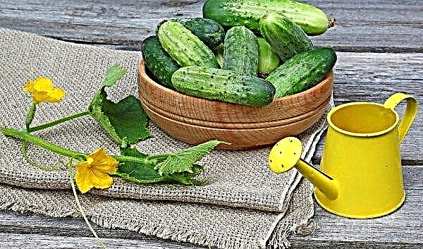 How to feed cucumbers with yeast: how many times and how often, how to prepare the solution and process