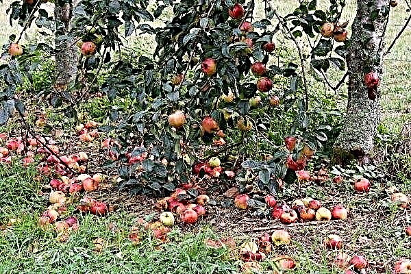 사과가 나무에서 썩는 이유 :해야 할 일, 질병 및 해충 퇴치의 주요 원인 및 조치