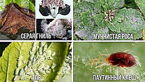 Hydrangea Airlie Sensation (Sensación temprana de pánico): foto y descripción de la variedad, plantación y cuidado, en el diseño del paisaje