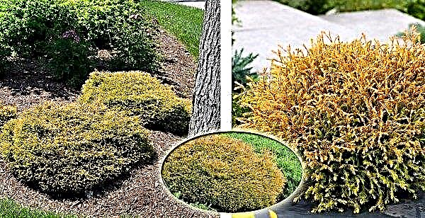 Thuja western Golden Tuffet (Thuja occidentalis Golden Tuffet): description and photo, use in landscape design, landing and care