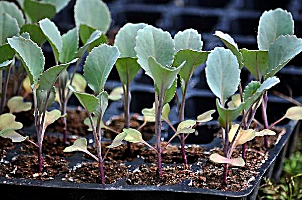 What is the time to sow seedlings in March