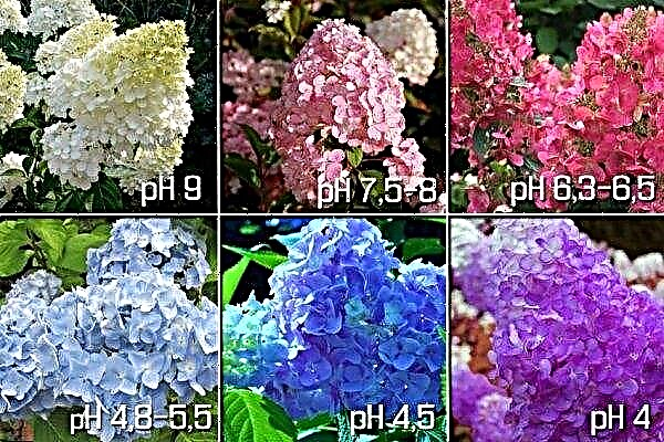 How to acidify the soil for hydrangea, how to feed with citric acid, apple cider vinegar, succinic acid, proportions