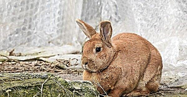 How many years live rabbits of different species and breeds (domestic, ordinary, dwarf, wild), average