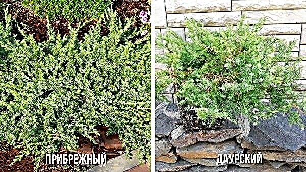 Onde o zimbro cresce na Rússia: na região de Moscou, no território de Krasnodar, no Tartaristão, em que florestas