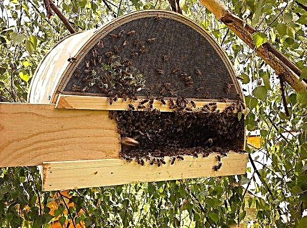 Bee traps: how to do it yourself, design features, drawings, photos, videos